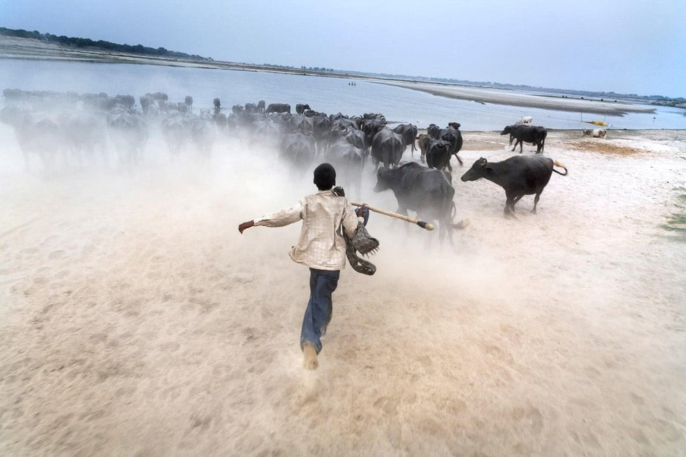 WATER BUFFALO - States Gallery